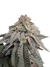 Hash Belt
