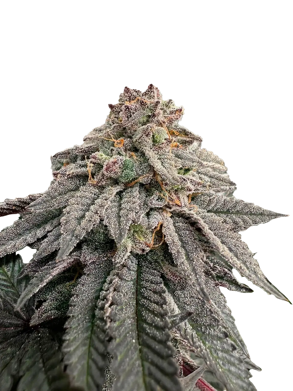 Hash Belt