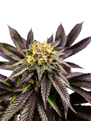 Soul Berry
