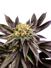 Soul Berry