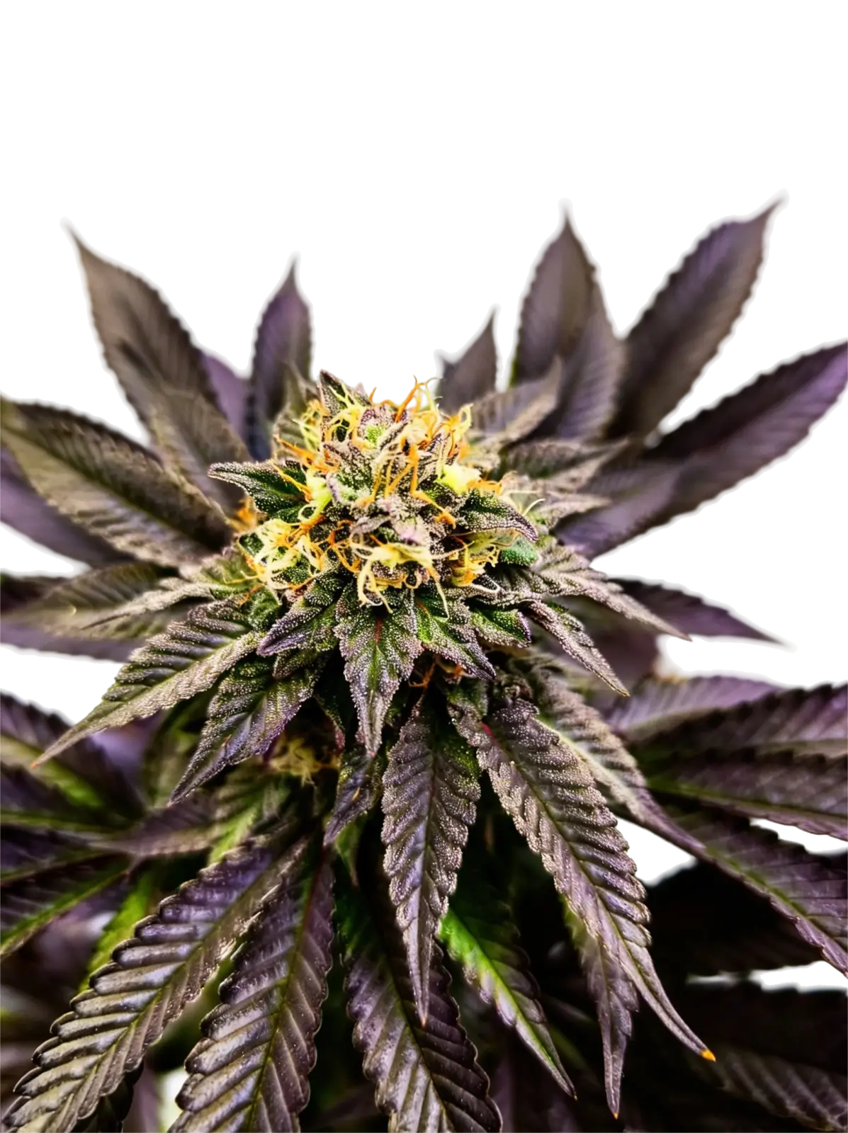 Soul Berry