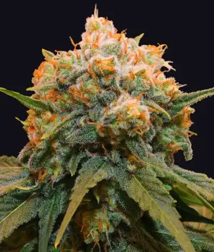 Papaya Bx1