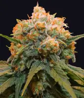 Papaya Bx1