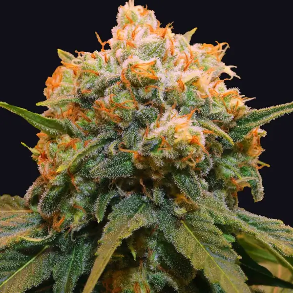 Papaya Bx1