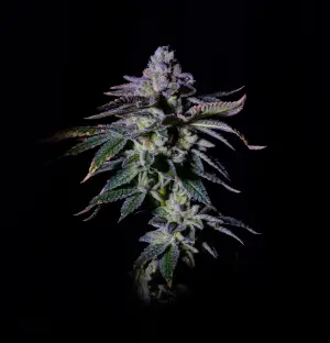 Gasmint