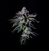 Gasmint