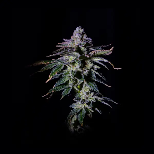 Gasmint