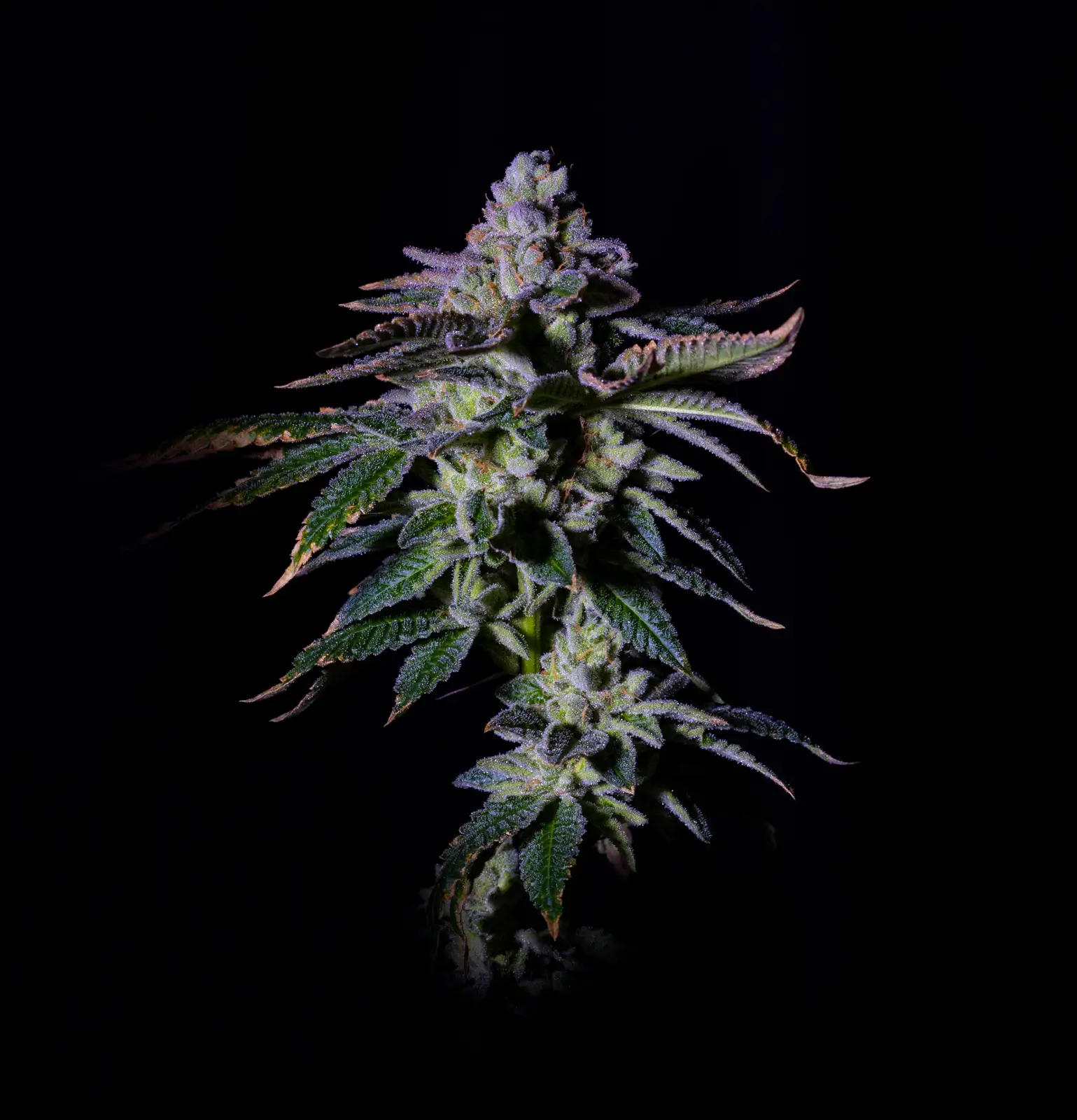 Gasmint