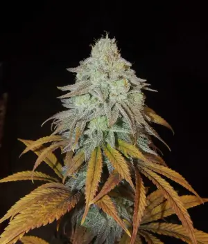 RM Confidential