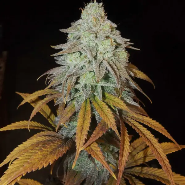 RM Confidential