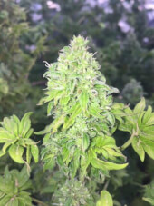 Australian Bastard Cannabis (Reg)
