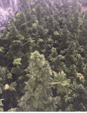 Australian Bastard Cannabis (Reg)