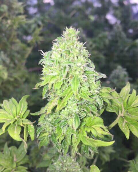 Australian Bastard Cannabis (Reg)