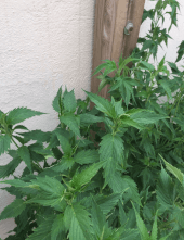 Ducksfoot regular