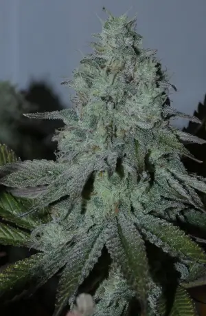 Citrus Hashquake
