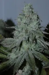 Citrus Hashquake