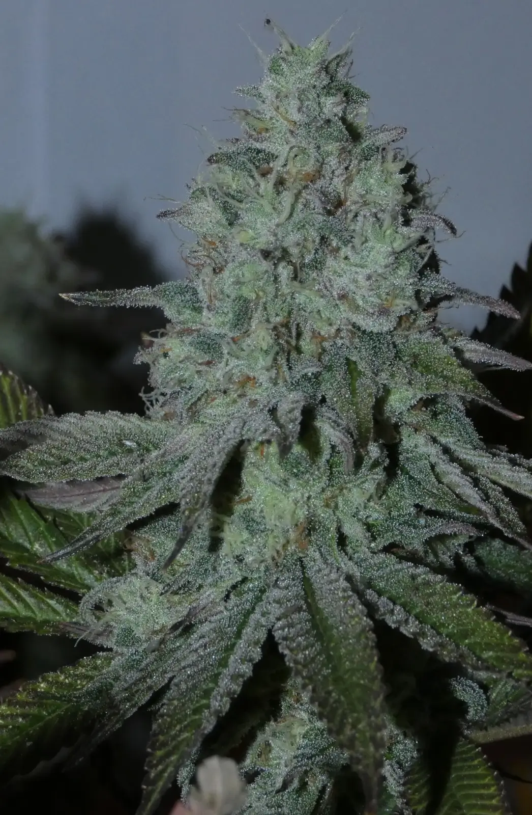 Citrus Hashquake