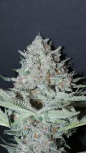 Pink Burguer