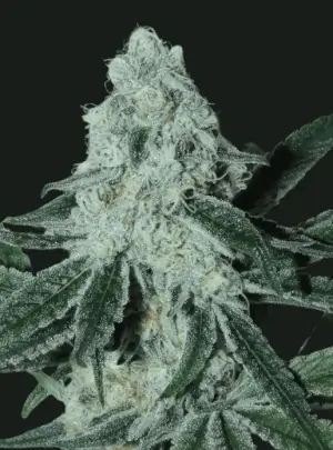 Strawberryboof