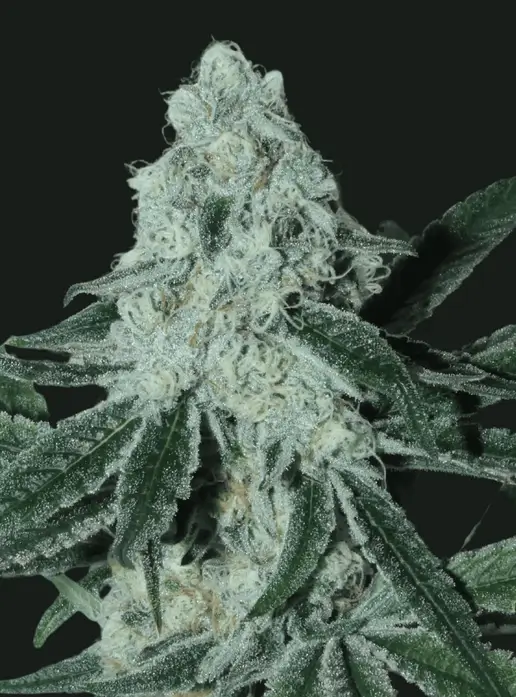 Strawberryboof