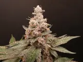 Trop Cherry Hash