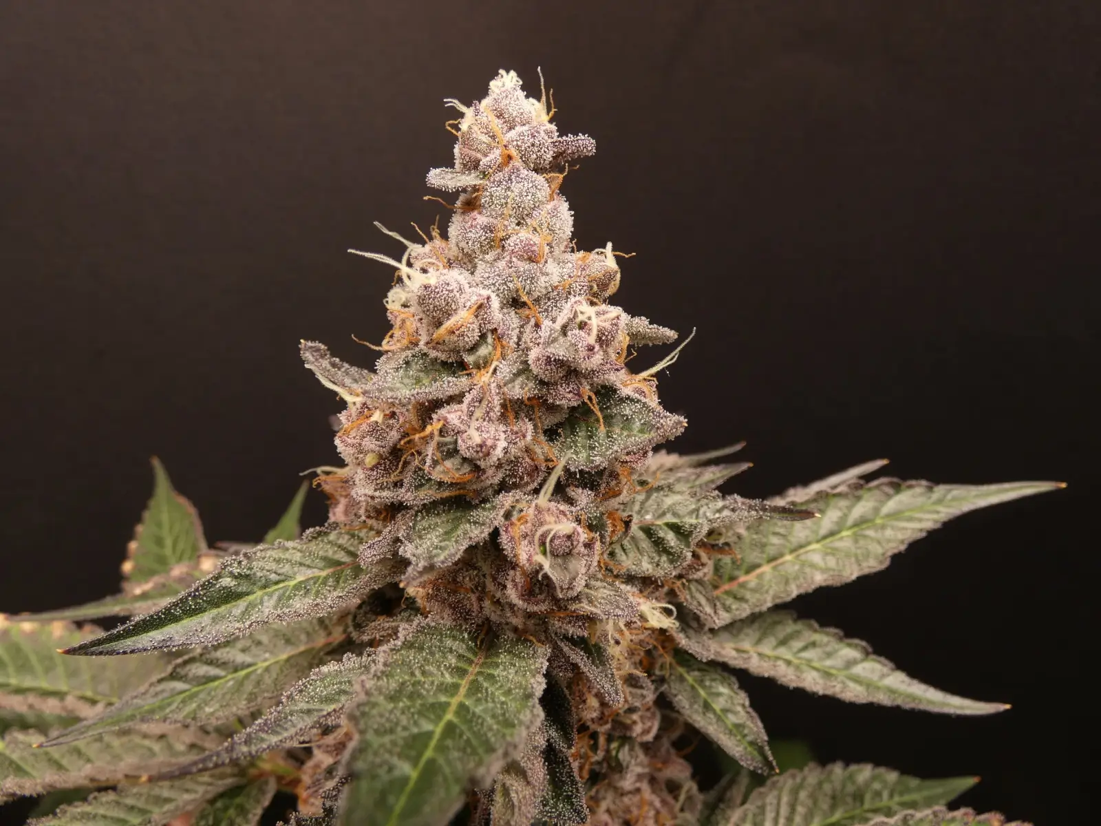 Trop Cherry Hash