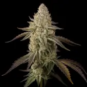 Banana Velvet Og Triploid