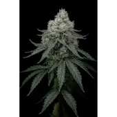 Frosty Apple Triploid