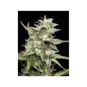 Fruity Forest Triploid