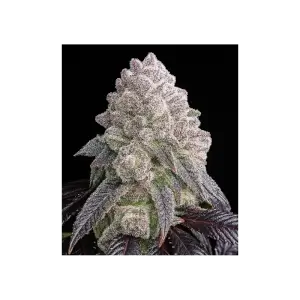 Tropical Sherbberry Triploid