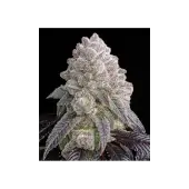 Tropical Sherbberry Triploid