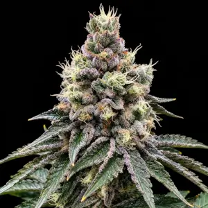 GMO Glookies