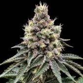 GMO Glookies