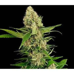 Midwest CBD Triploid