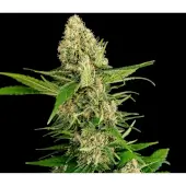 Midwest CBD Triploid