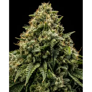 Northwest CBD Triploid