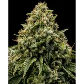 Northwest CBD Triploid