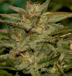 Mr. Amnesia Mass