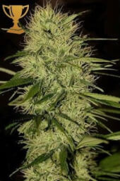 Mr Jack Mass