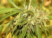 Mr Sugar Lemon Haze