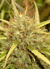 Mr Sugar Lemon Haze