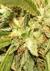 Mr Sugar Lemon Haze