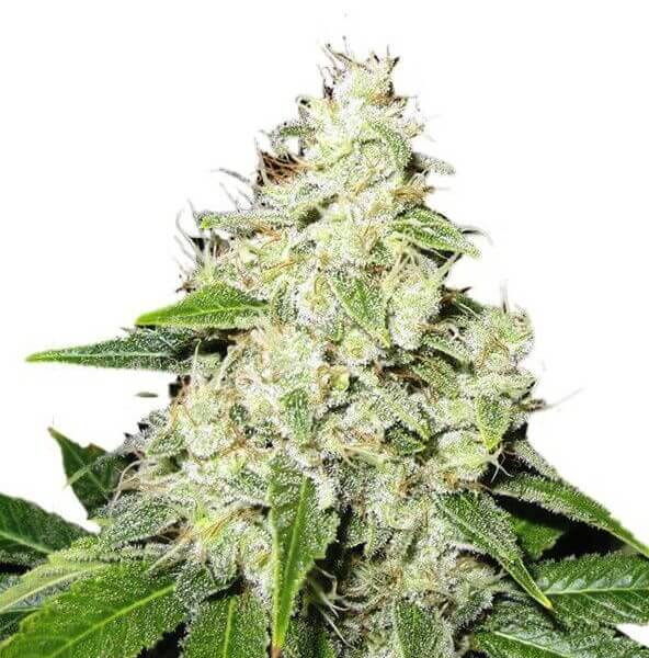Mr Sour-R