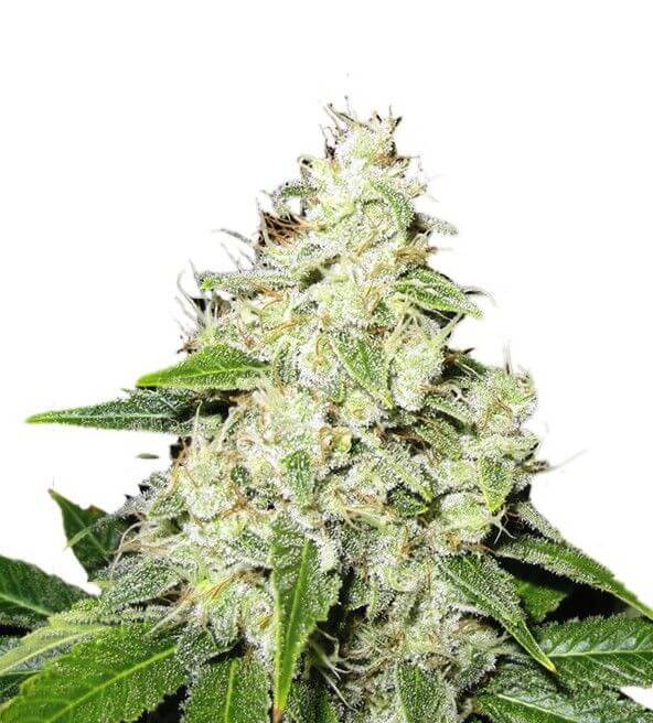 Mr. Sour-R