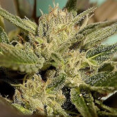 Mr Jekyll Kush
