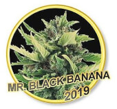 Mr Black Banana