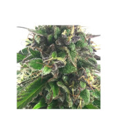 Mr. Blueberry Bud