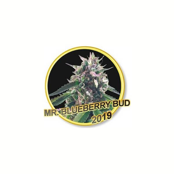 Mr. Blueberry Bud