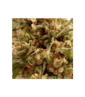 Mr. Mango Crack