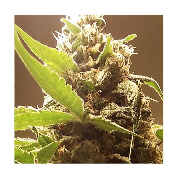 Mr. Gorilla Cream
